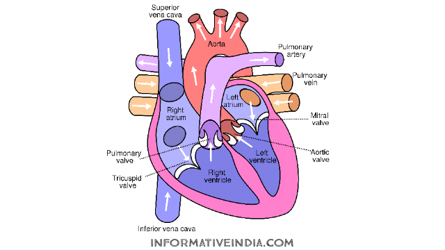 Write a Short Note on Circulatory System of Man