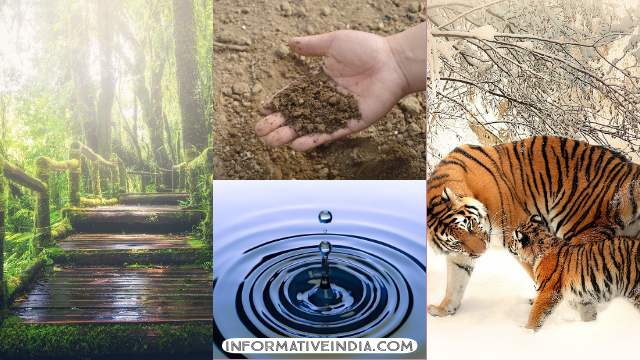 Why is the Conservation of Forests, Wild Life, Soil and Water Essential?