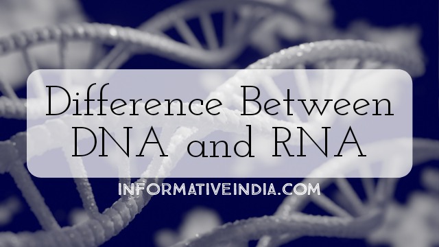Differences Between DNA and RNA