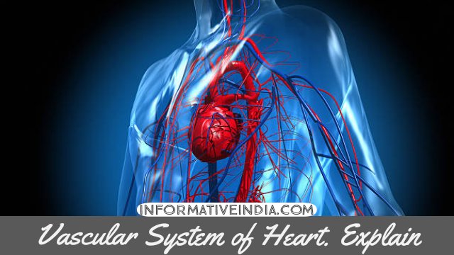 Write a Short Note on Vascular System of Heart.
